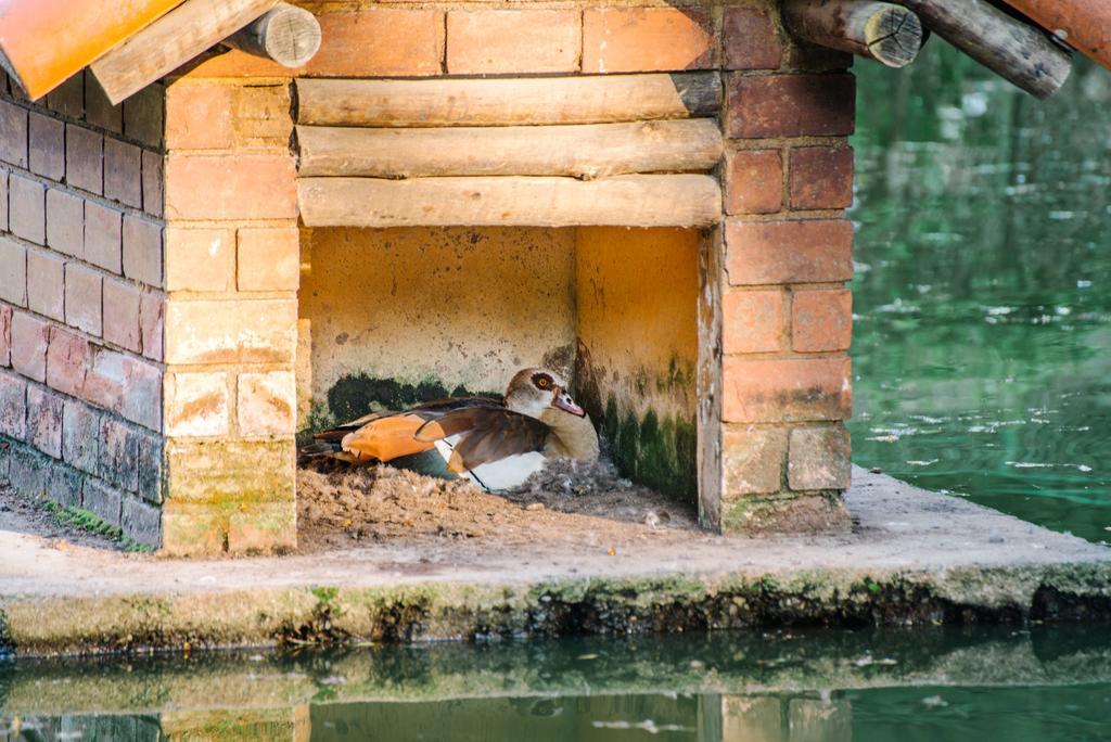 Pousada Tucano Do Cuiaba Itaipava エクステリア 写真